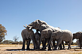 Elefantenherde an der Wasserstelle, die das reichliche Wasser zum Trinken und Duschen genießt. Camelthorn Lodge. Hwange National Park. Simbabwe.