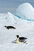 Antarktis, Weddell-Meer, Snow Hill. Kaiserpinguine beim Schlittenfahren.