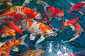 Malaysia, Malakka (Melaka). Nahaufnahme eines Koi-Fisches.