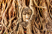 Thailand, Ayutthaya. Wat Mahathat. Buddha head engulfed in tree roots.