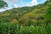 Tobago, Main Ridge Reserve. Jungle landscape on island.