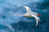 Tobago. Red-billed tropicbird in flight.