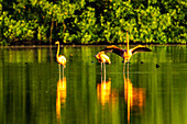 Trinidad, Caroni Swamp. Amerikanische Flamingos im Sumpf.