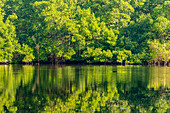 Trinidad, Caroni Swamp. Sonnenaufgangslandschaft mit Sumpf und Mangrovenbäumen.