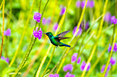 Trinidad. Blue-chinned sapphire hummingbird feeding on vervain flowers.