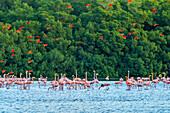 Trinidad, Caroni Swamp. Scharlach ibis Vögel fliegen über amerikanische Flamingos.