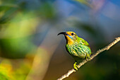 Trinidad. Purpurhonigfresserweibchen im Yerette-Kolibri-Schutzgebiet.