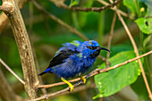 Trinidad. Purpurhonigfresser-Männchen im Yerette-Schutzgebiet.
