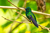 Trinidad. Blaukinniger Saphirkolibri in der Schutzhütte von Yerette.