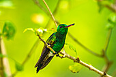 Trinidad. Kupferbürzel-Kolibri in der Yerette-Schutzhütte.