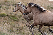 Ein Paar Islandpferde rennt durch ein nahe gelegenes Feld.