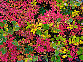 Farbenprächtiger Herbstwald am Myvatn-See. Europa, Island