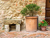 Italy, Tuscany, Pienza. Potted plants and stone bench along the streets.