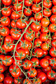 Italien, Umbrien, Montefalco. Nahaufnahme von Tomaten am Rebstock.