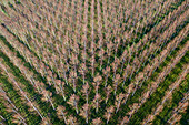 Italien, Pappelbaumplantage für die Papierzellstoffherstellung