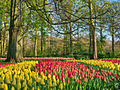 Niederlande, Lisse. Blumenausstellung in den Keukenhof-Gärten.