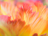 Netherlands, Lisse. Closeup of orange variegated tulip flower.