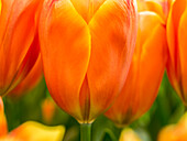Niederlande, Lisse. Nahaufnahme einer leuchtend orangefarbenen Tulpenblüte.