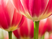 Niederlande, Lisse. Nahaufnahme einer rosa und weißen Tulpenblüte.