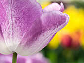 Niederlande, Lisse. Nahaufnahme einer violetten Tulpenblüte.