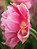 Niederlande, Lisse. Nahaufnahme einer rosa Tulpenblüte.