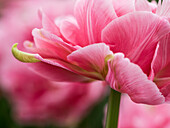 Niederlande, Lisse. Nahaufnahme der Unterseite einer weichen rosa Tulpenblüte.