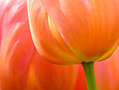 Niederlande, Lisse. Nahaufnahme einer orangefarbenen Tulpenblüte.