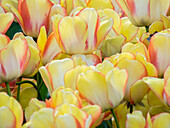 Netherlands, Lisse. Closeup of a group of yellow and orange colored tulips.