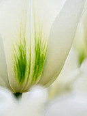 Niederlande, Lisse. Nahaufnahme einer weißen und grünen Tulpe.