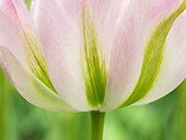 Niederlande, Lisse. Nahaufnahme einer zartrosa Tulpe mit grünen Streifen.
