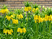 Netherlands, Lisse. Display of yellow Fritillaria Lutea Maxima in a garden.