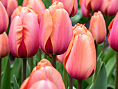 Netherlands, Lisse. Closeup of soft pink and peach colored tulips in a garden.