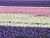 Netherlands, Lisse. Agricultural field of hyacinths.