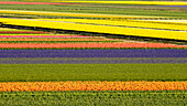 Netherlands, Noord Holland. Agricultural field of tulips.