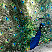 Lisbon, Portugal. Castelo Sao Jorge. Peacocks reside on the castle grounds. Males showing off their plumage, spring mating season.