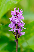 Sweden, Norrbotten, Abisko, Torne Lake. Heath Spotted Orchid.