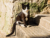 Kroatien, Rovinj, Istrien. Schwarz-weißes Kätzchen auf der Treppe sitzend.