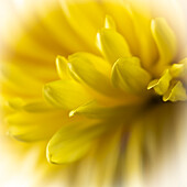 Close-up of yellow flower.