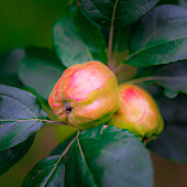 Ganzaufnahme von Äpfeln am Zweig