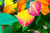 Nahaufnahme von Espenblättern in Herbstfarben.