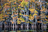 Sumpfzypressen und Seerosen am Caddo Lake, Texas