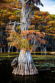Sumpfzypresse und Spanisches Moos, Caddo Lake, Texas