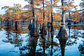 Bald cypress in fall color