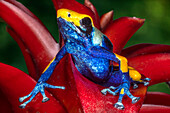 Close-up of poison dart frog on plant.