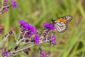 Monarch on Missouri Ironweed