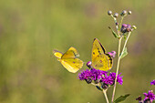 Männchen und Weibchen des Orangenschweifs balzen auf Missouri Ironweed