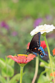 Pipevine swallowtail on zinnia.