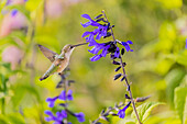 Rubinkehlkolibri an schwarzer und blauer Salvia