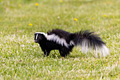 Striped skunk digging for food