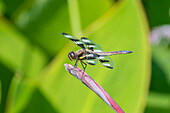 Twelve-spotted Skimmer male on Water Canna